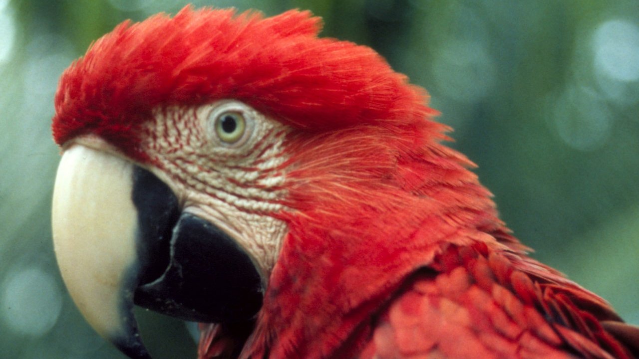 Nature - Season 22 Episode 8 : The Real Macaw