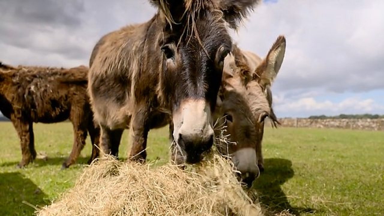 Hay Time