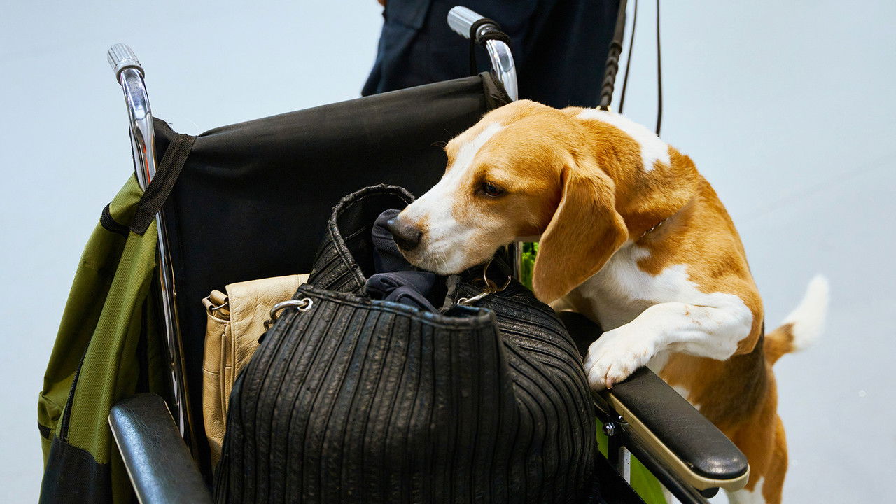 Dog Squad — Épisode 5