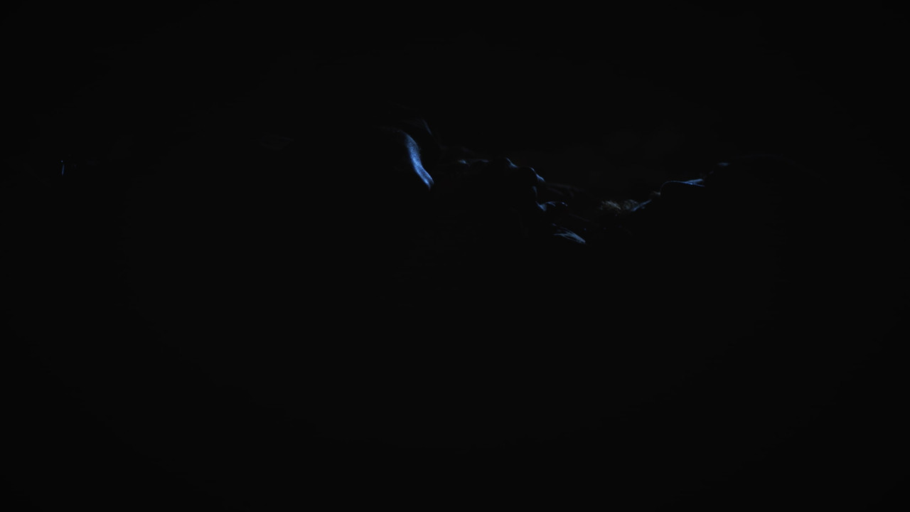 Mycélium - Capture 5