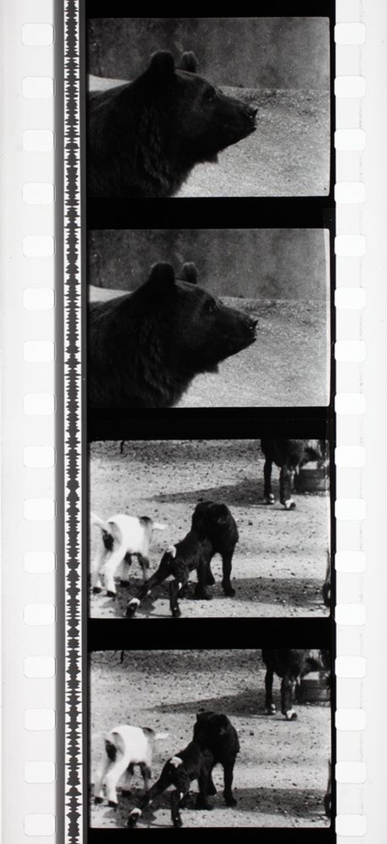 Tant qu'il y aura des bêtes filmaffisch