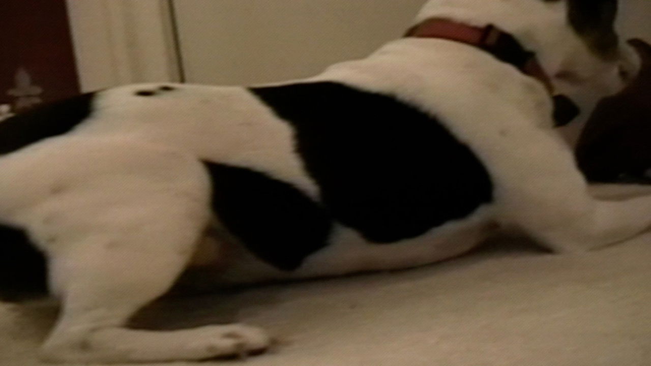 Funniest Pets & People — Épisode 15