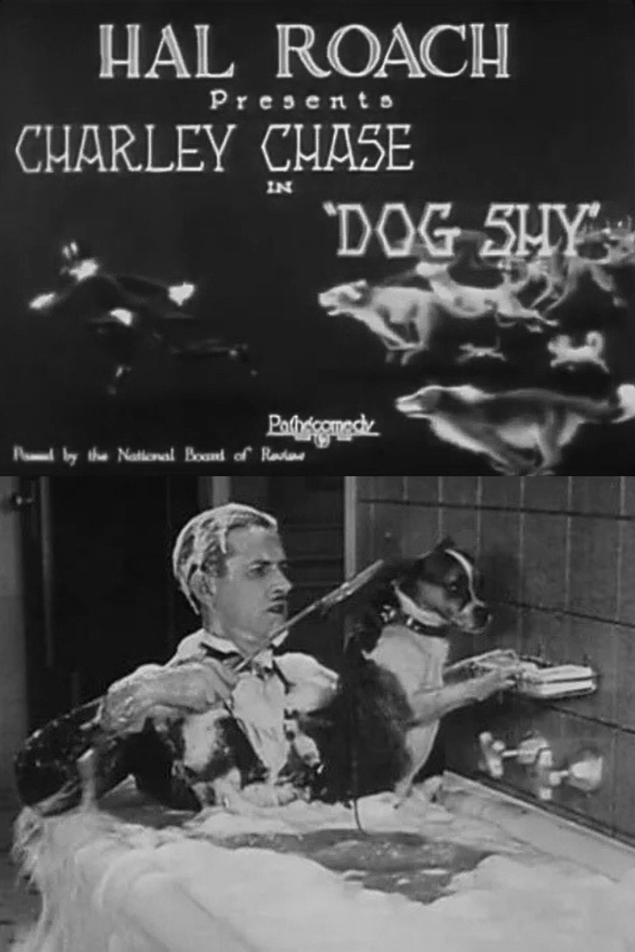 Dog Shy