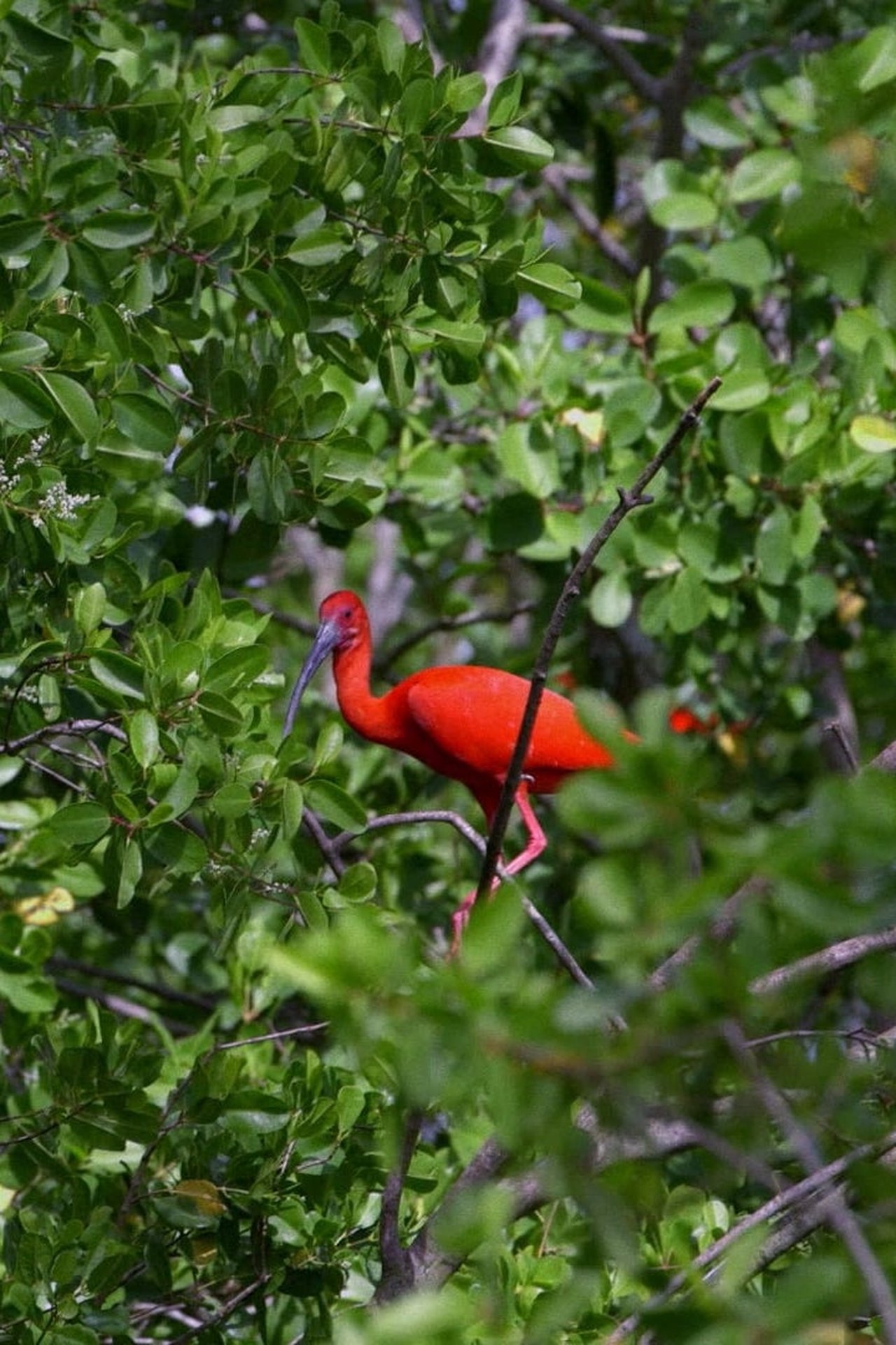 Caroni Caroni