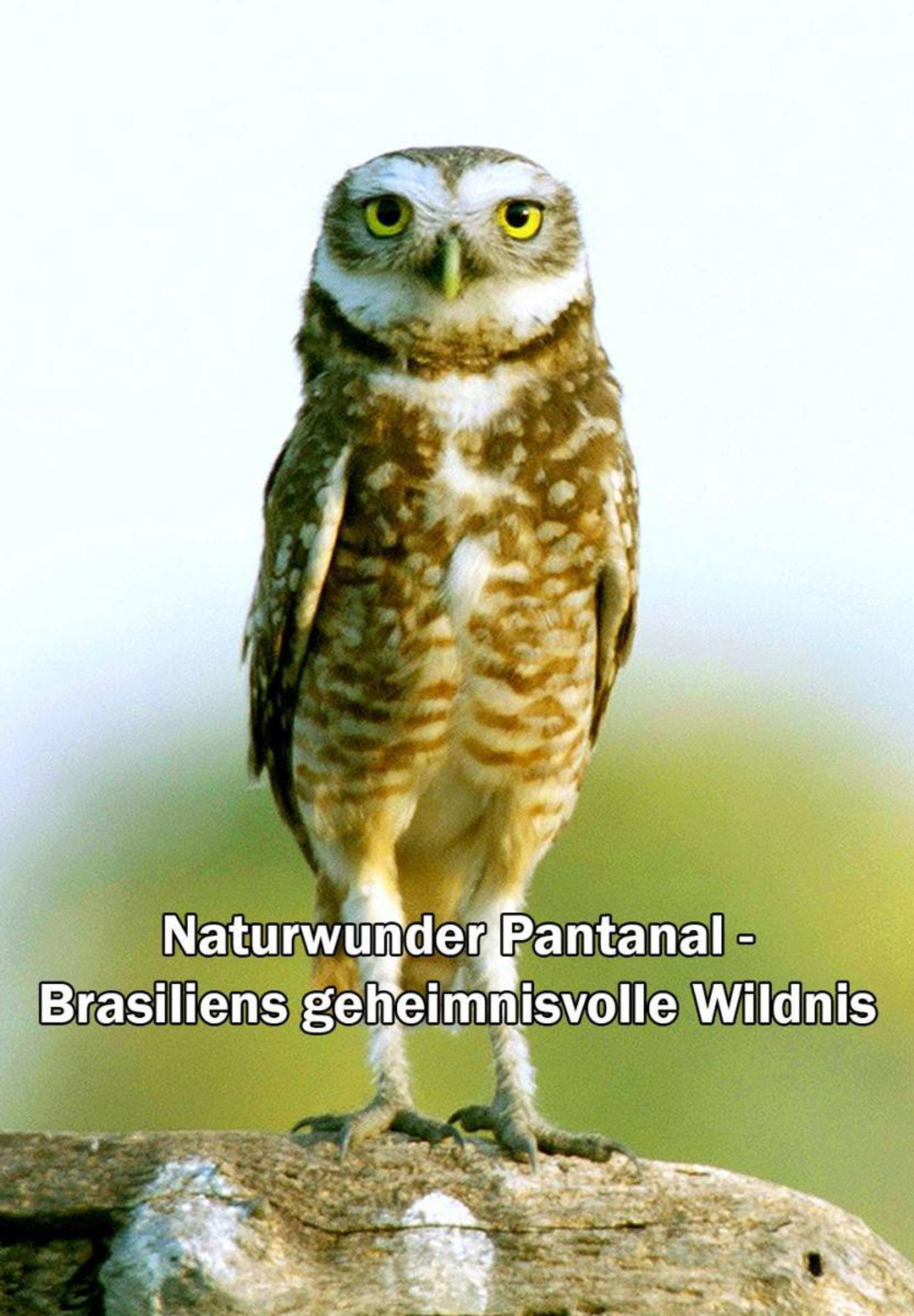 Pantanal - naturens mirakel i Brasilien filmaffisch