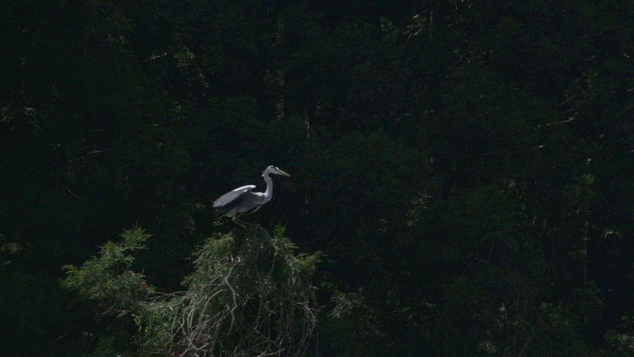 Little Forest: Winter/Spring backdrop
