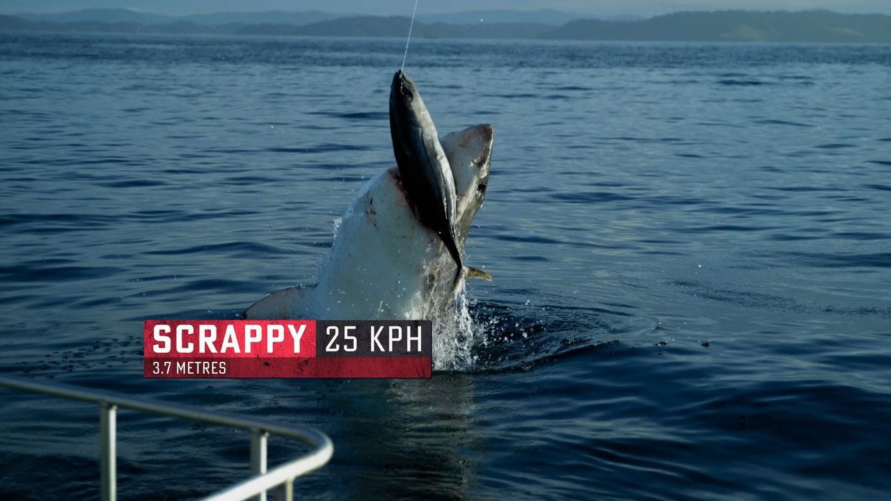 Scen från Boss Shark