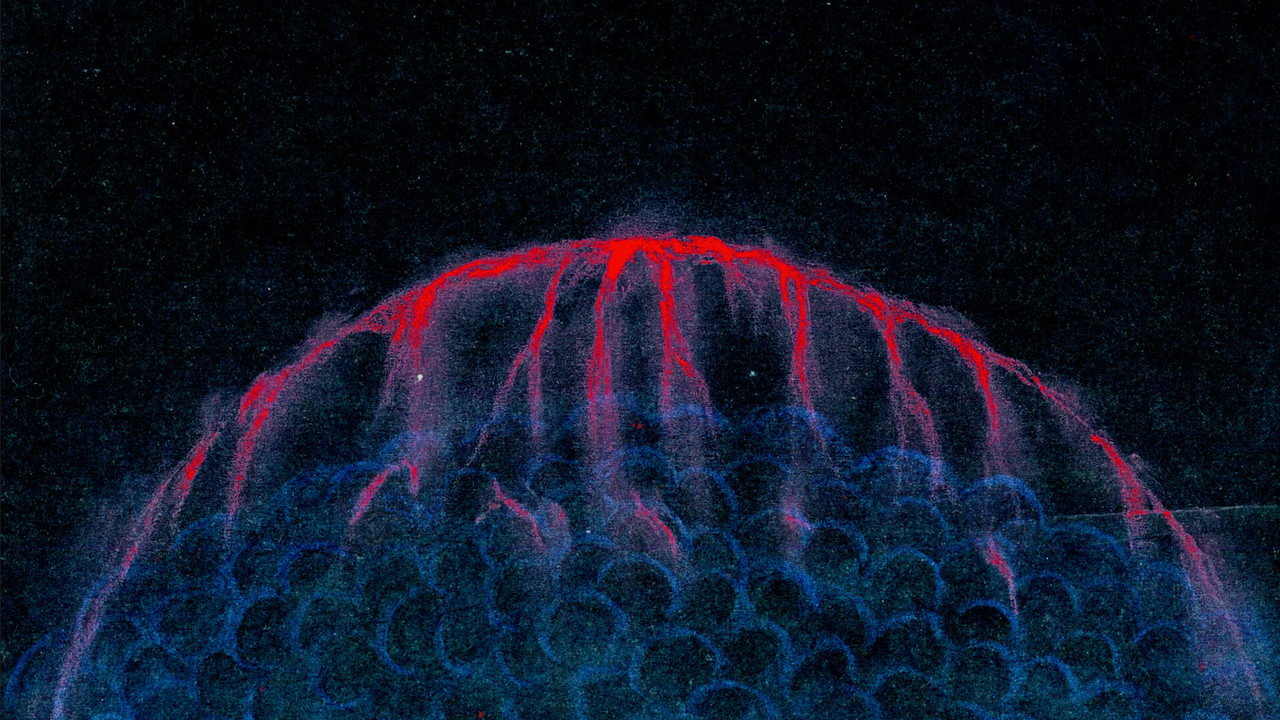 Plankton α