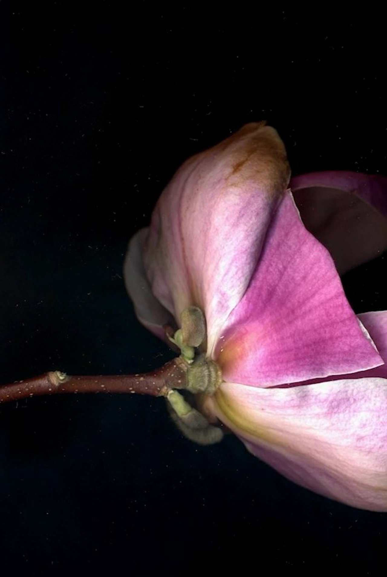 Dans un rectangle absolu, le printemps filmaffisch