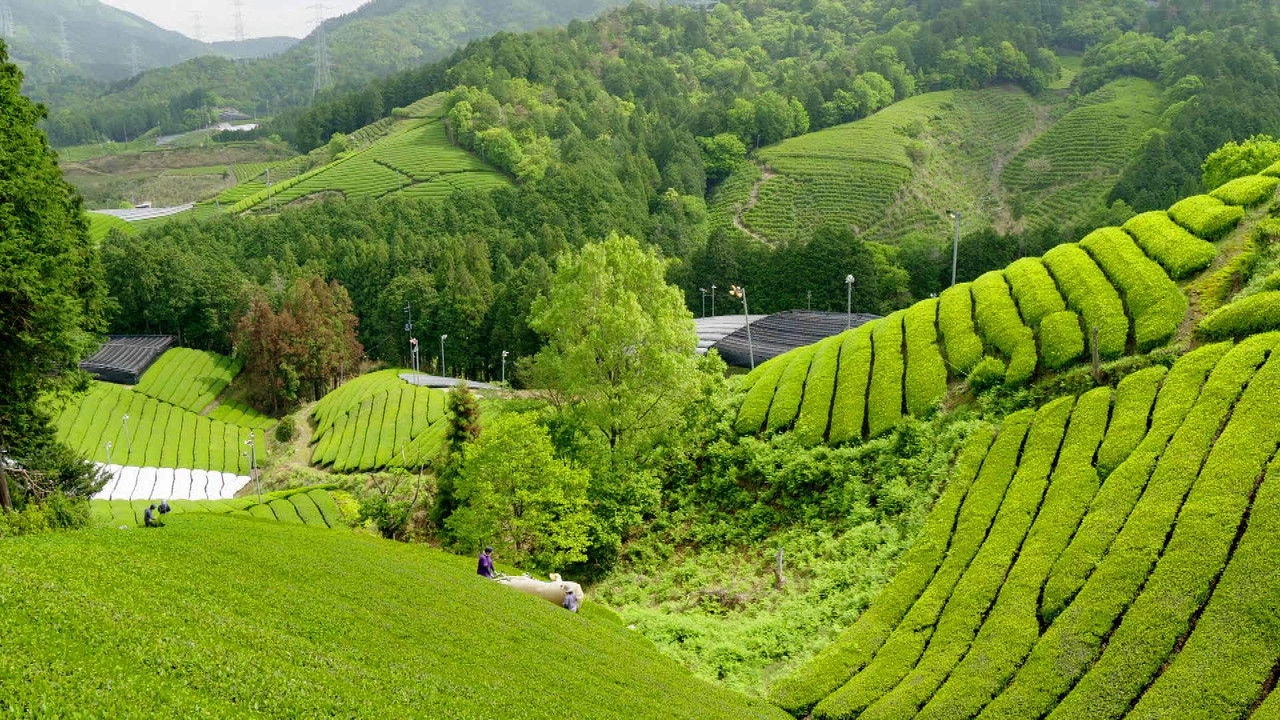 小さな旅 — Épisode 474