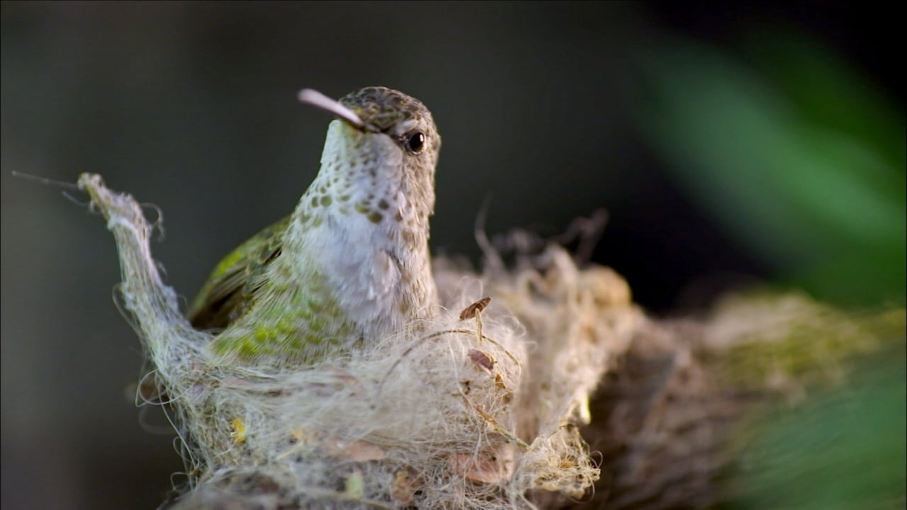 Nature - Season 33 Episode 12 : Animal Homes: The Nest