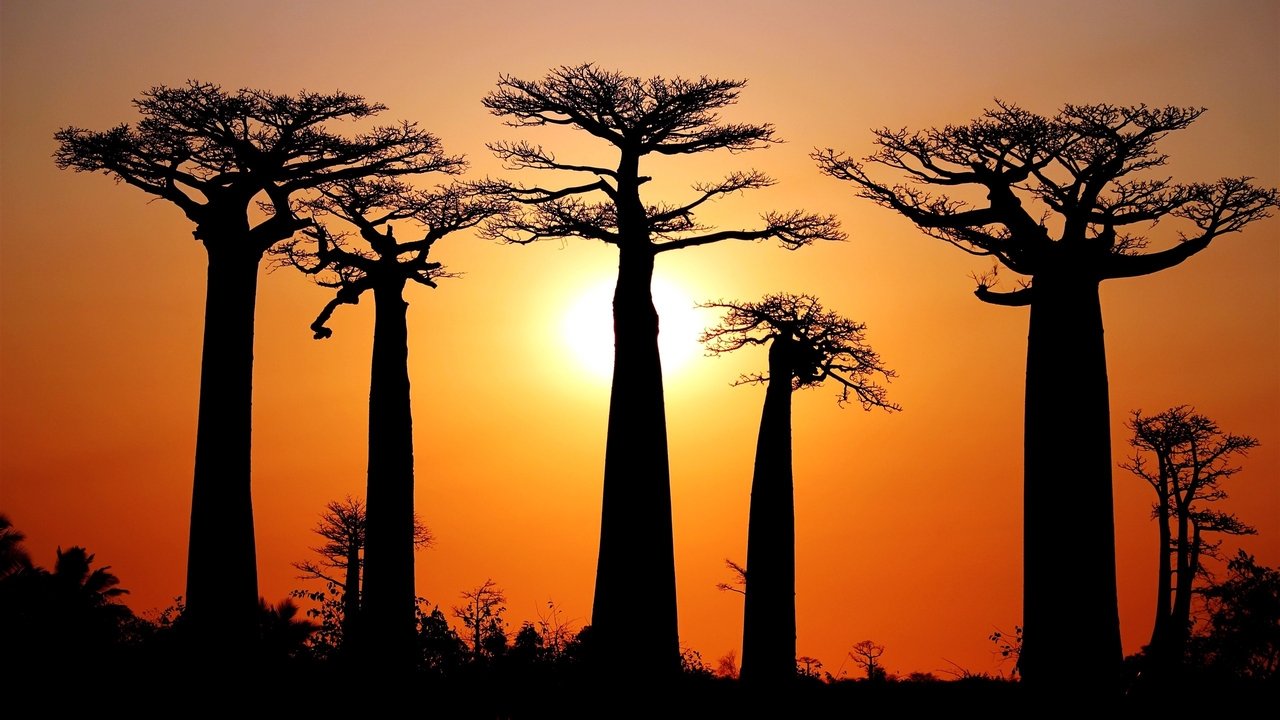 Baobabs between Land and Sea background