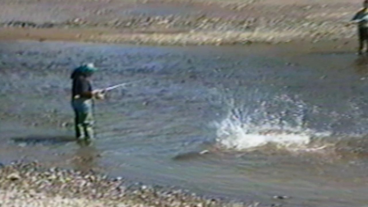 Funniest Pets & People backdrop