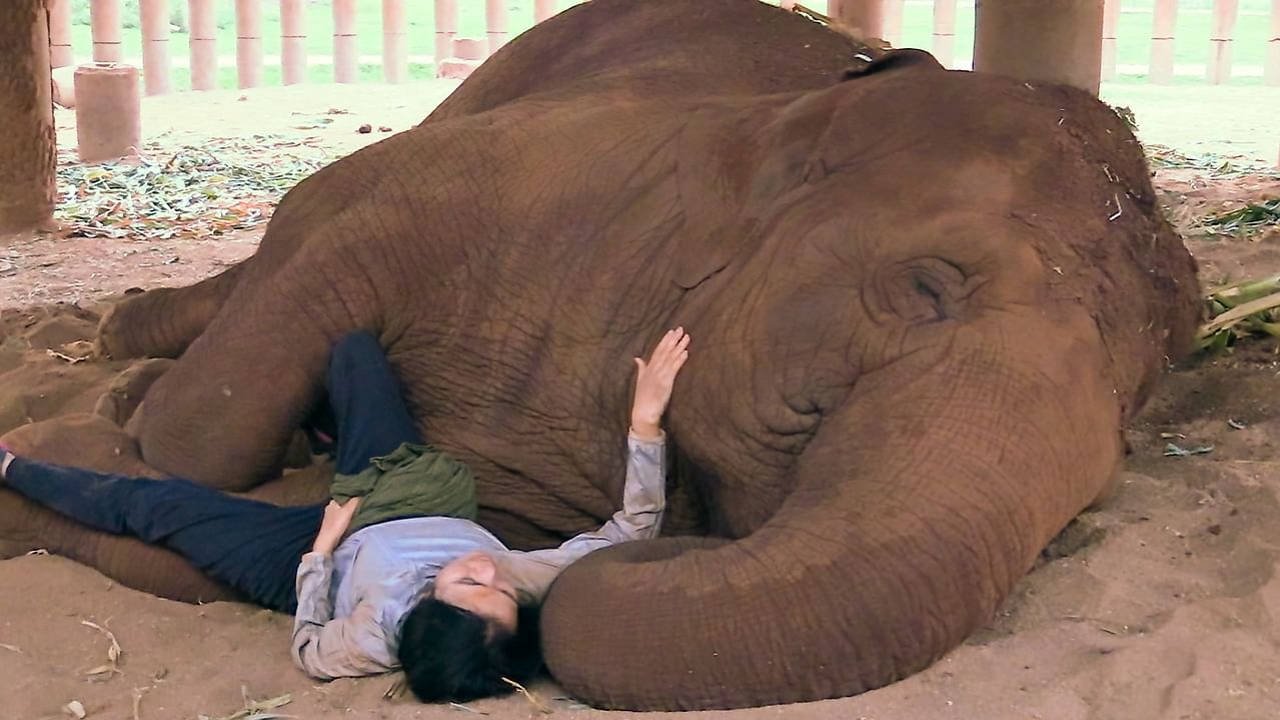 La femme qui murmurait à l'oreille des éléphants