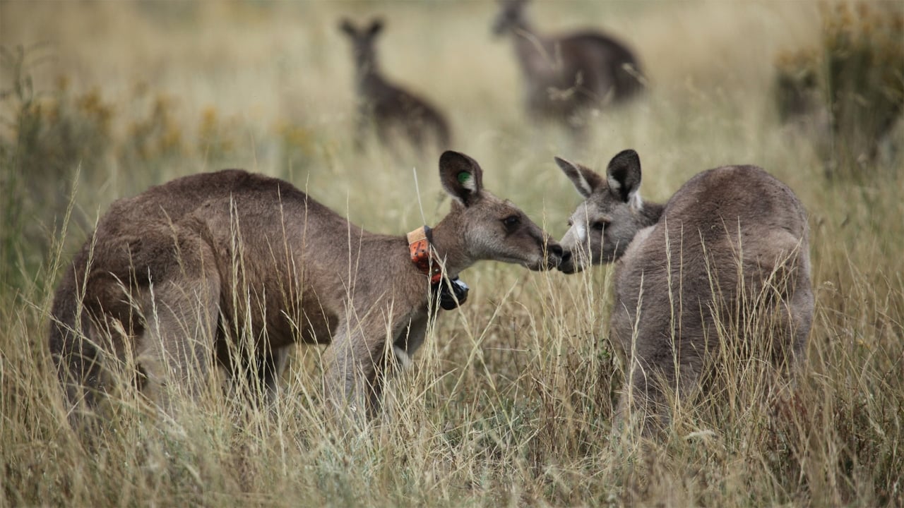 Nature - Season 30 Episode 5 : Kangaroo Mob