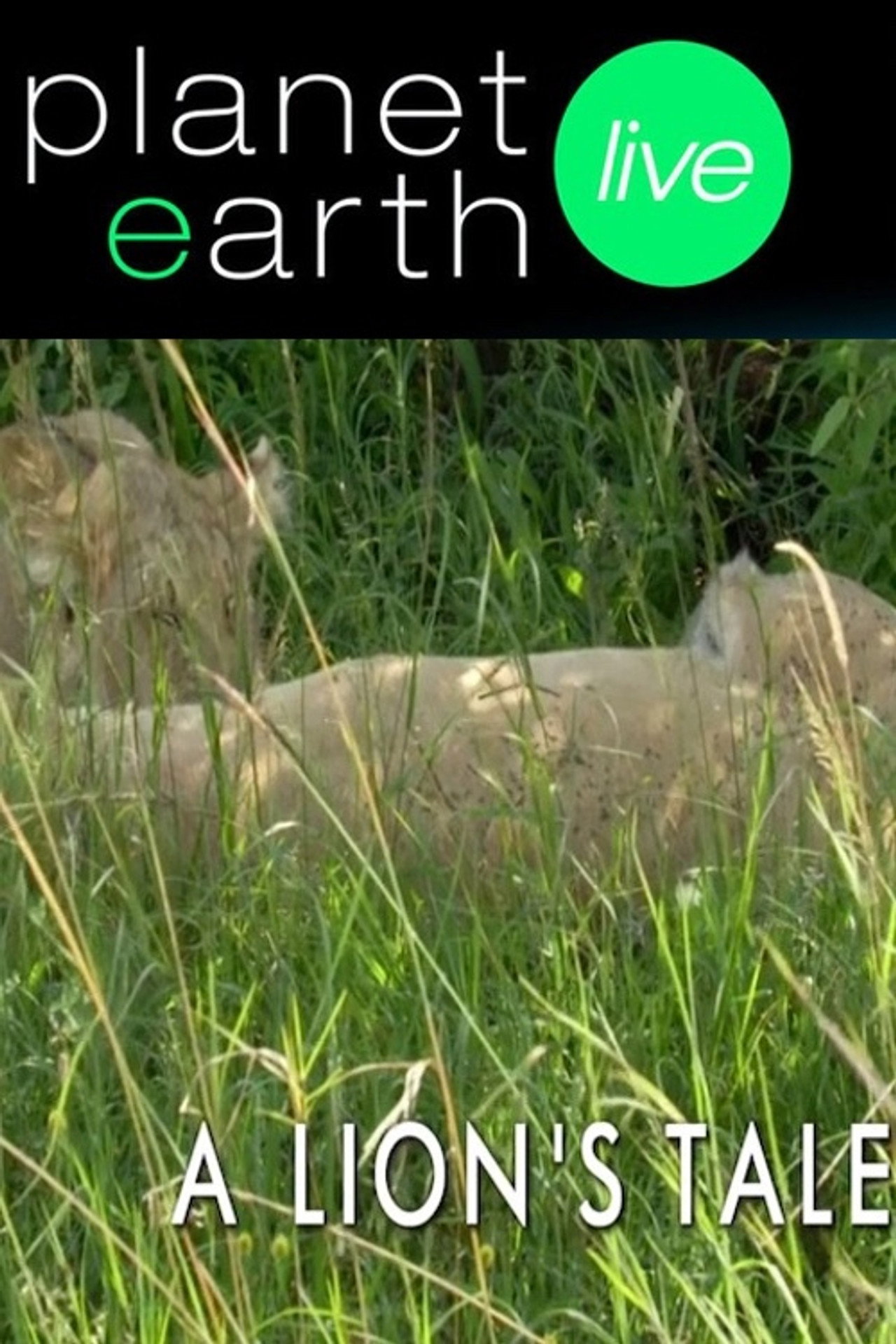 A Lion's Tale Backdrop