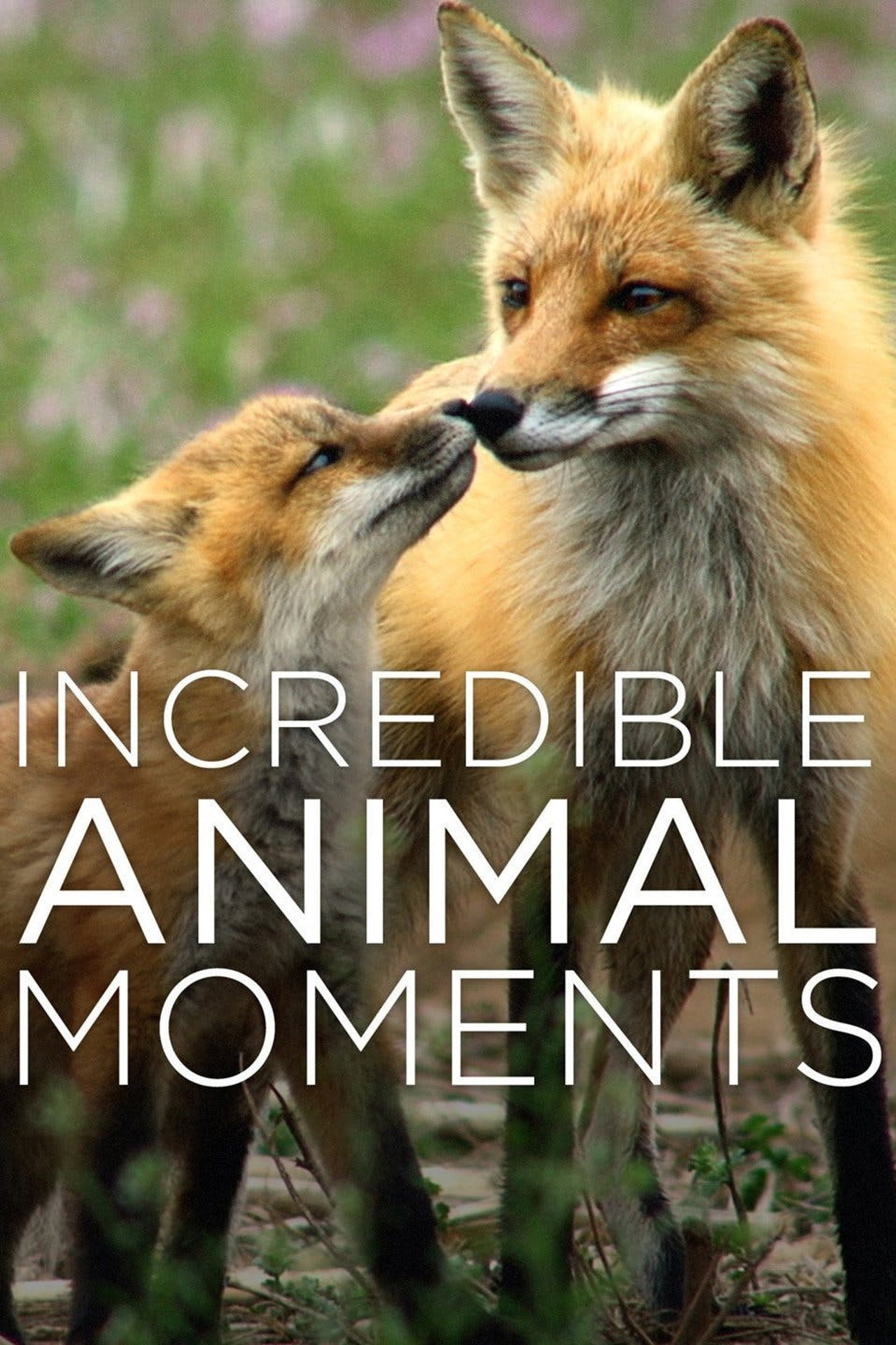Incredible Animal Moments filmaffisch