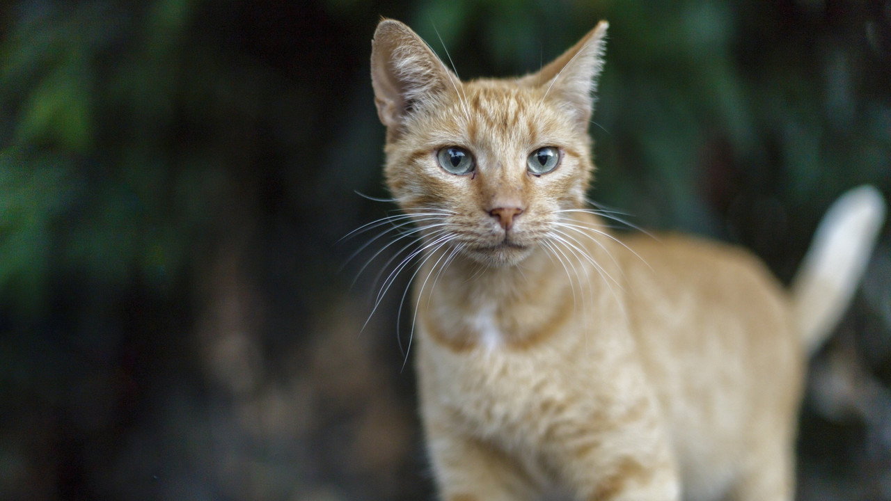 Feral still 2