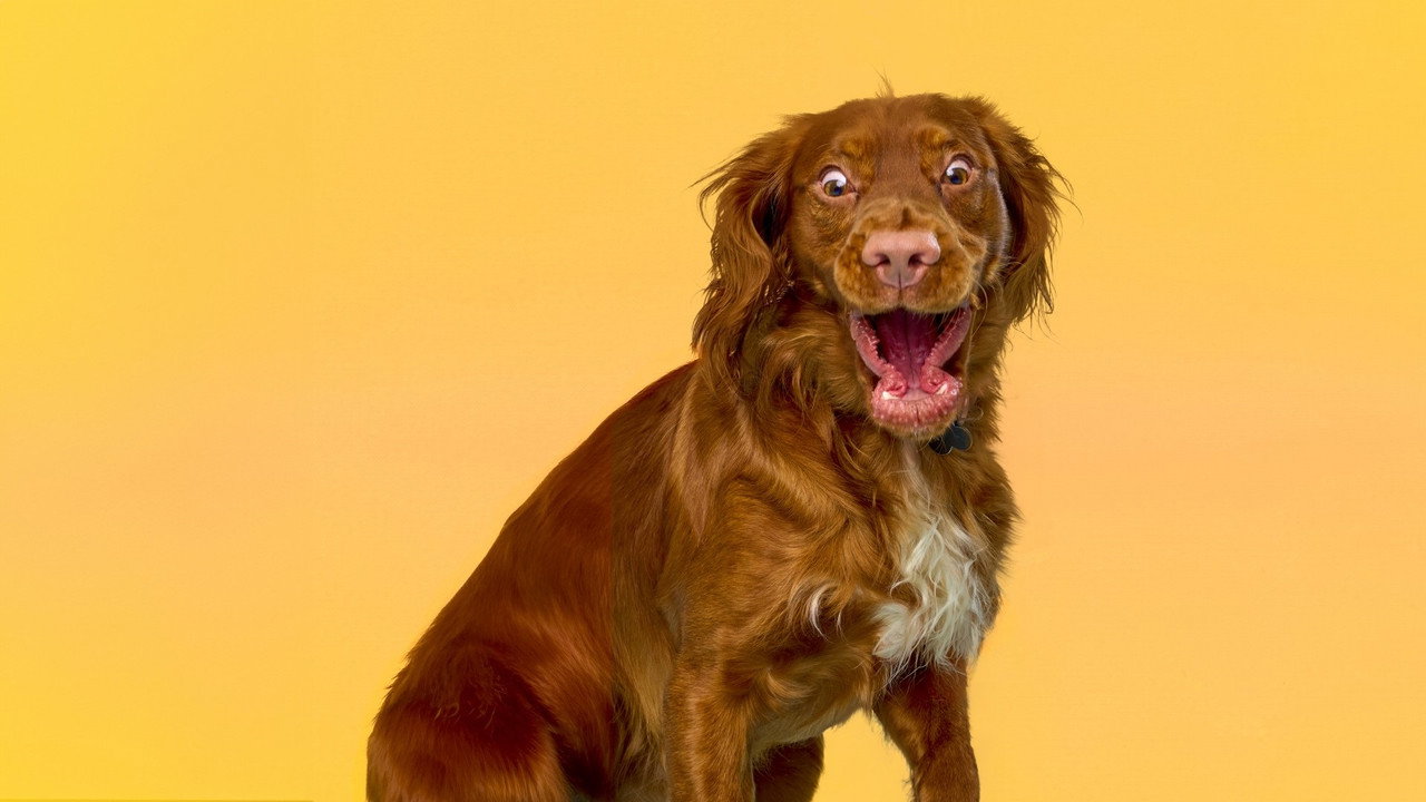 Fra b&oslash;lle til bestevenn