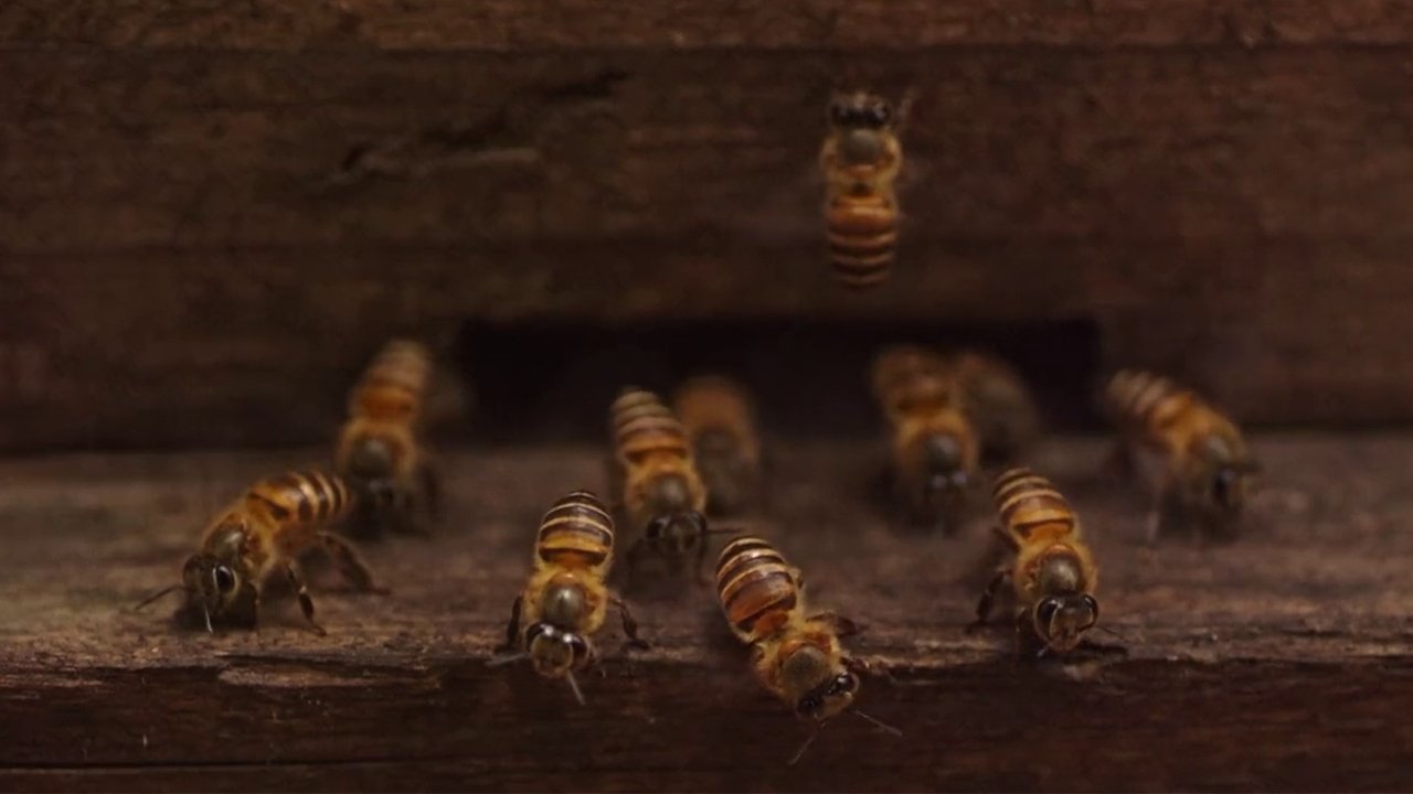 Plan Bee movie poster