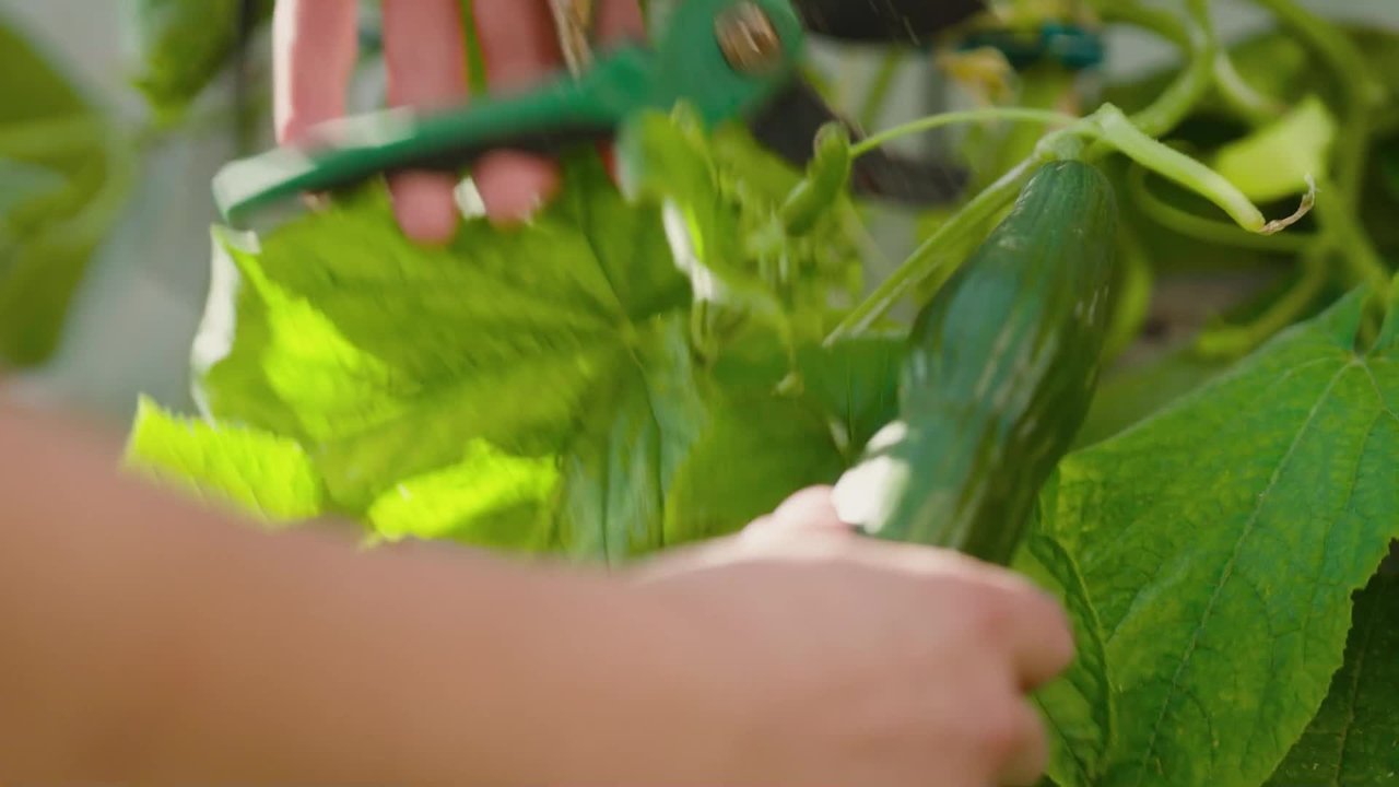 Natur im Garten - Season 27 Episode 9 : Episode 9