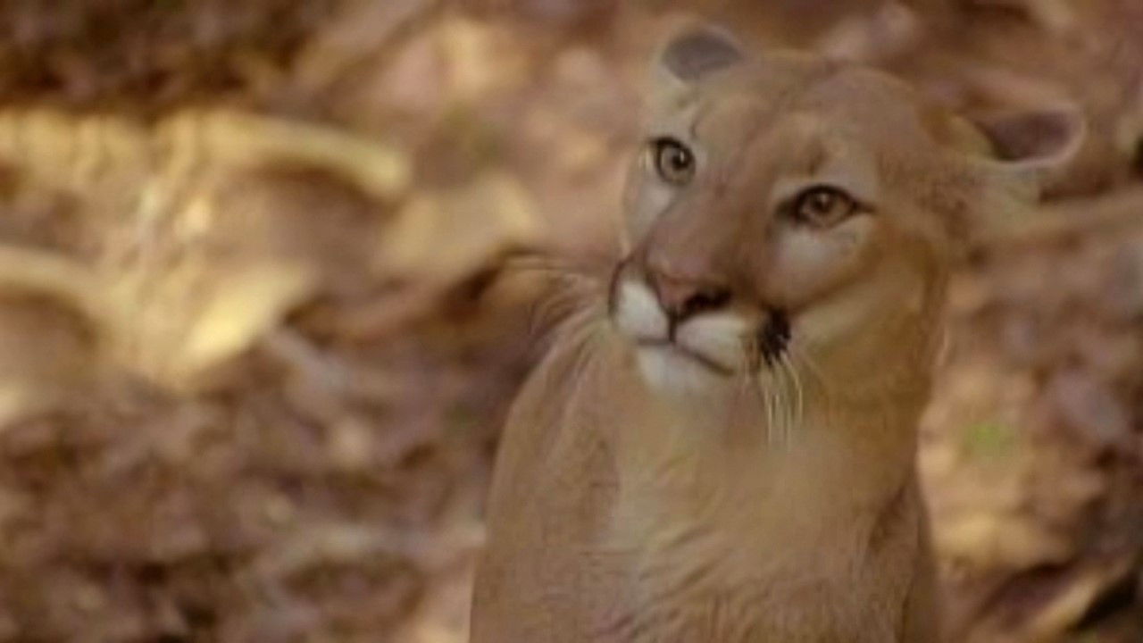 Tarzán — Rejets toxiques