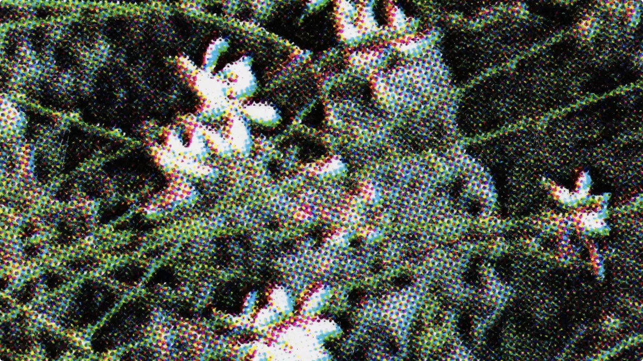 Flowers (Nahbild)