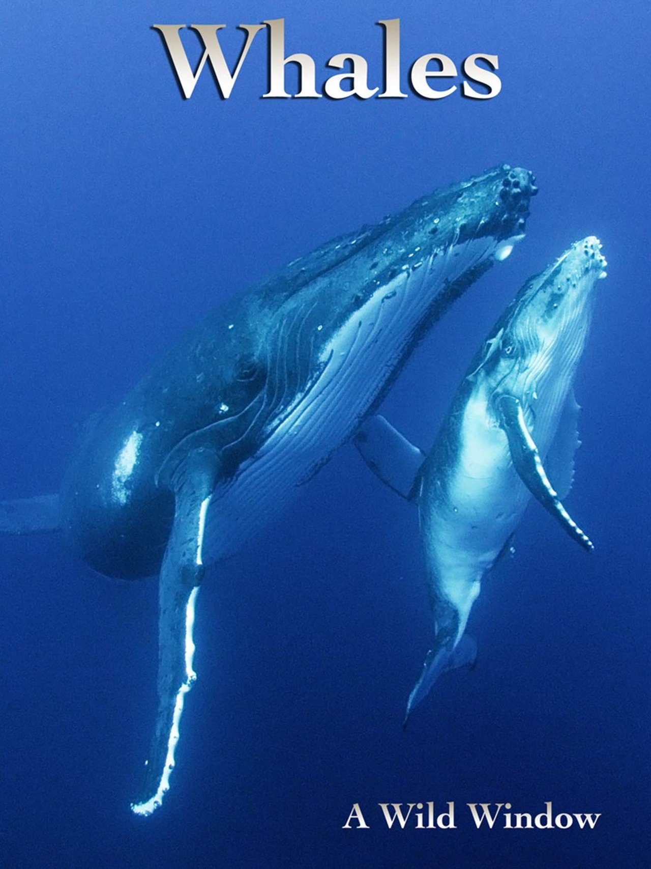 مشاهدة فيلم Wild Window: Whales مترجم بدون اعلانات - بوستر
