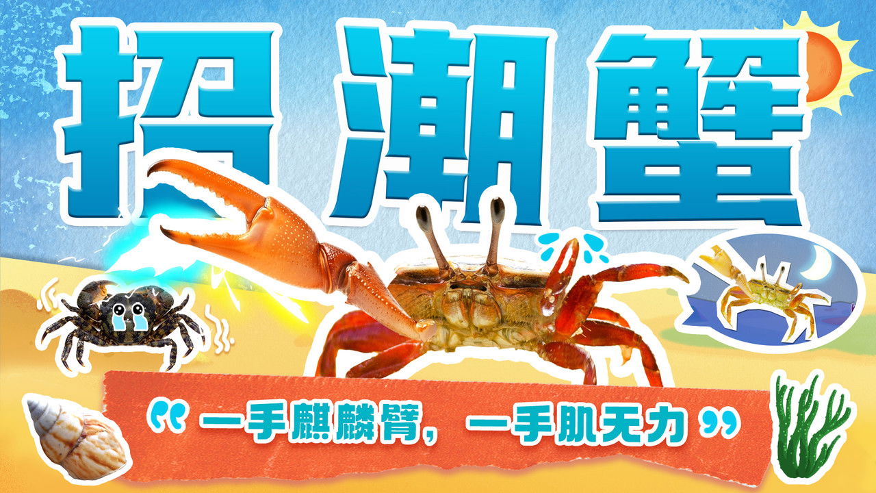 斑马百科探索 — Épisode 43