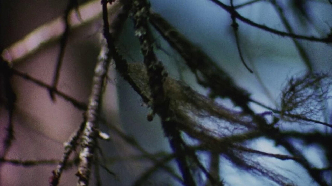 Concerto for Water, Sun and Wilderness still 4