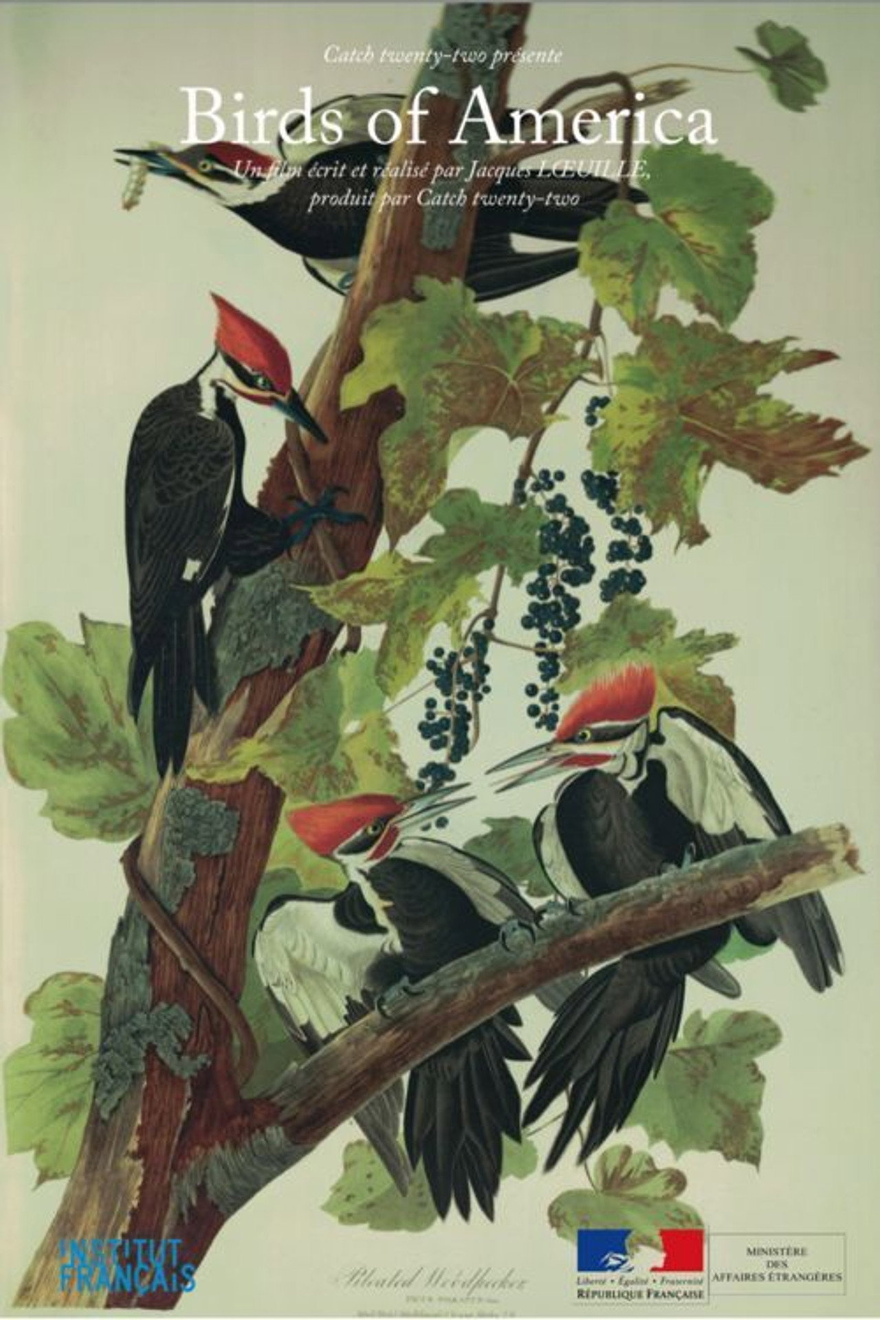 Birds of America – plakát 3