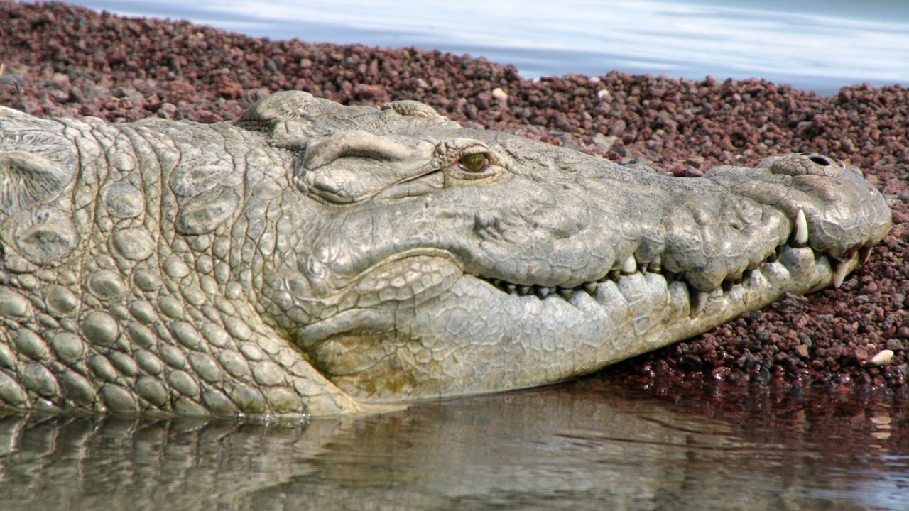 Nature - Season 25 Episode 7 : Supersize Crocs