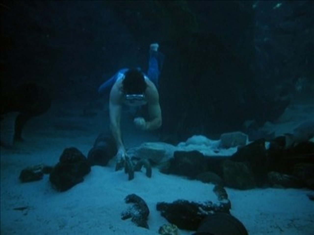 Image La Isla de la Fantasía