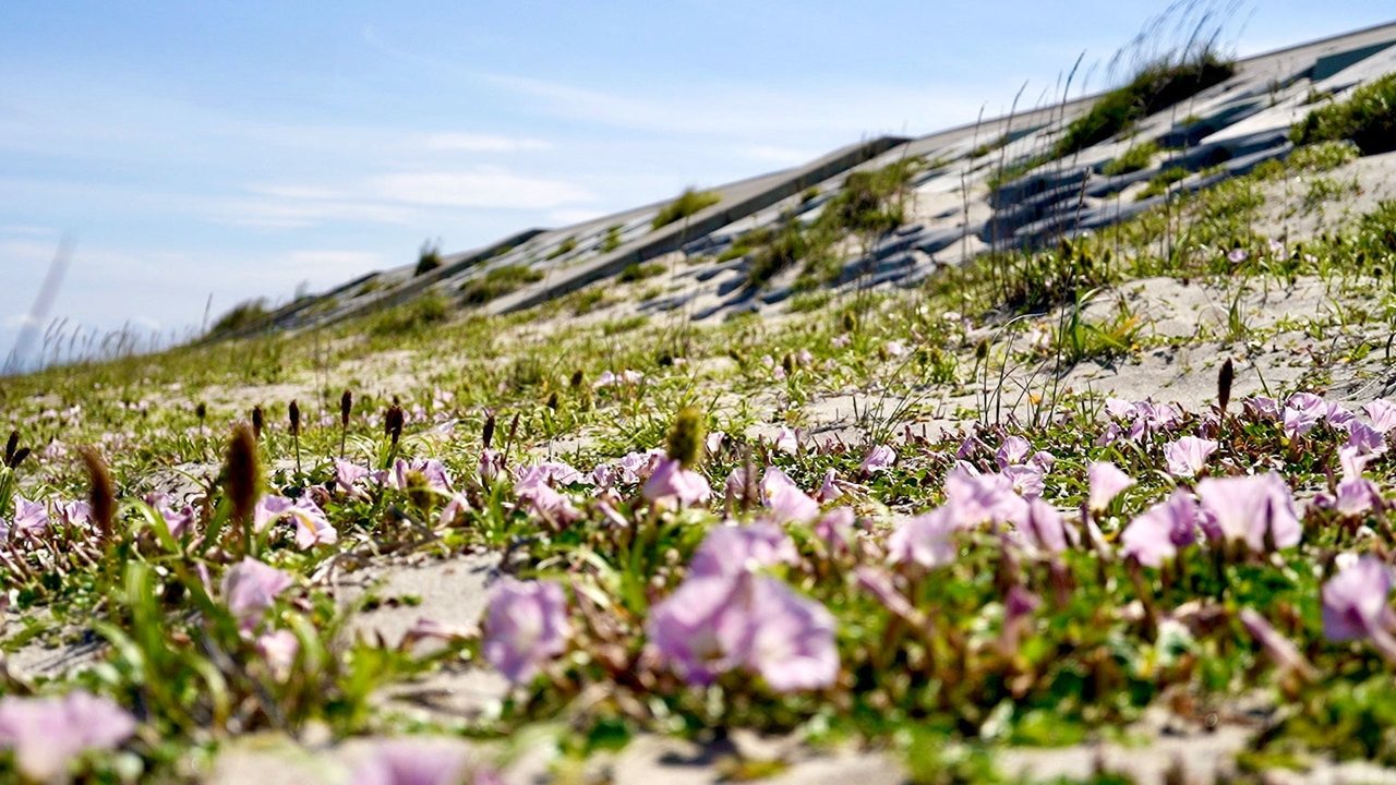 Journeys in Japan - Season 13 Episode 16 : Shinhama, Sendai: A Green Sea Wall for the Future