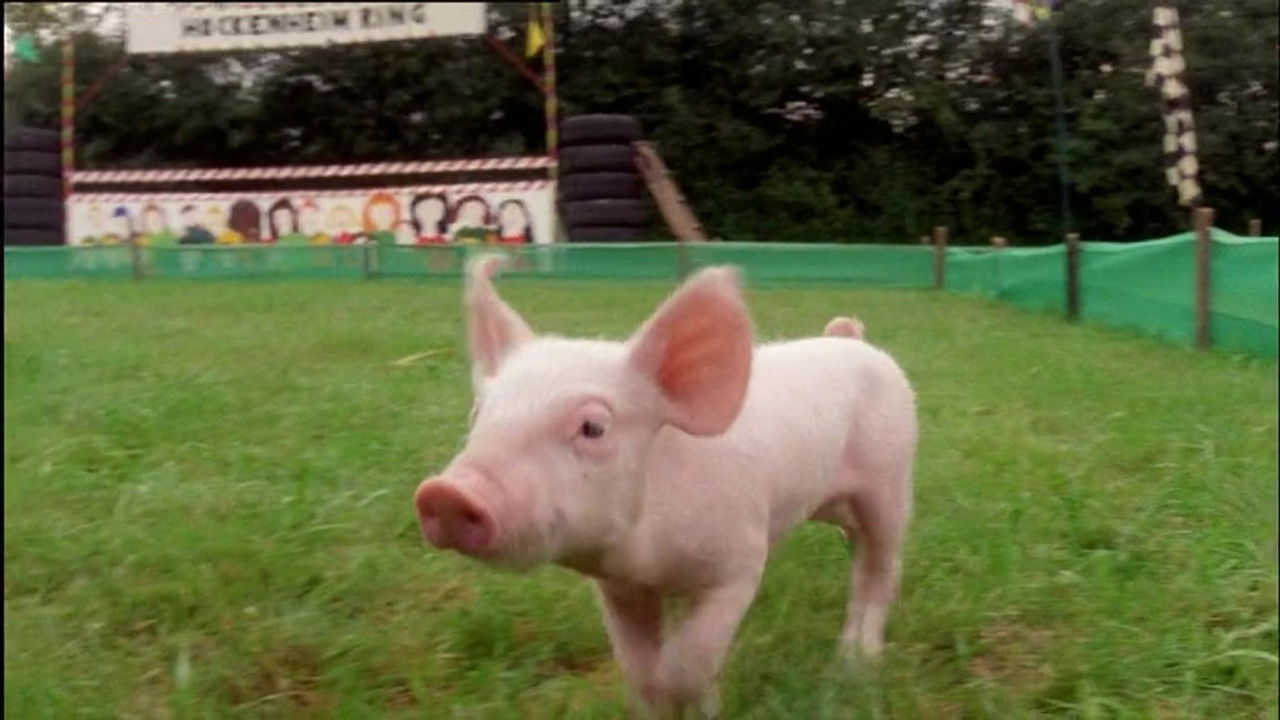 Rennschwein Rudi Rüssel — Épisode 7