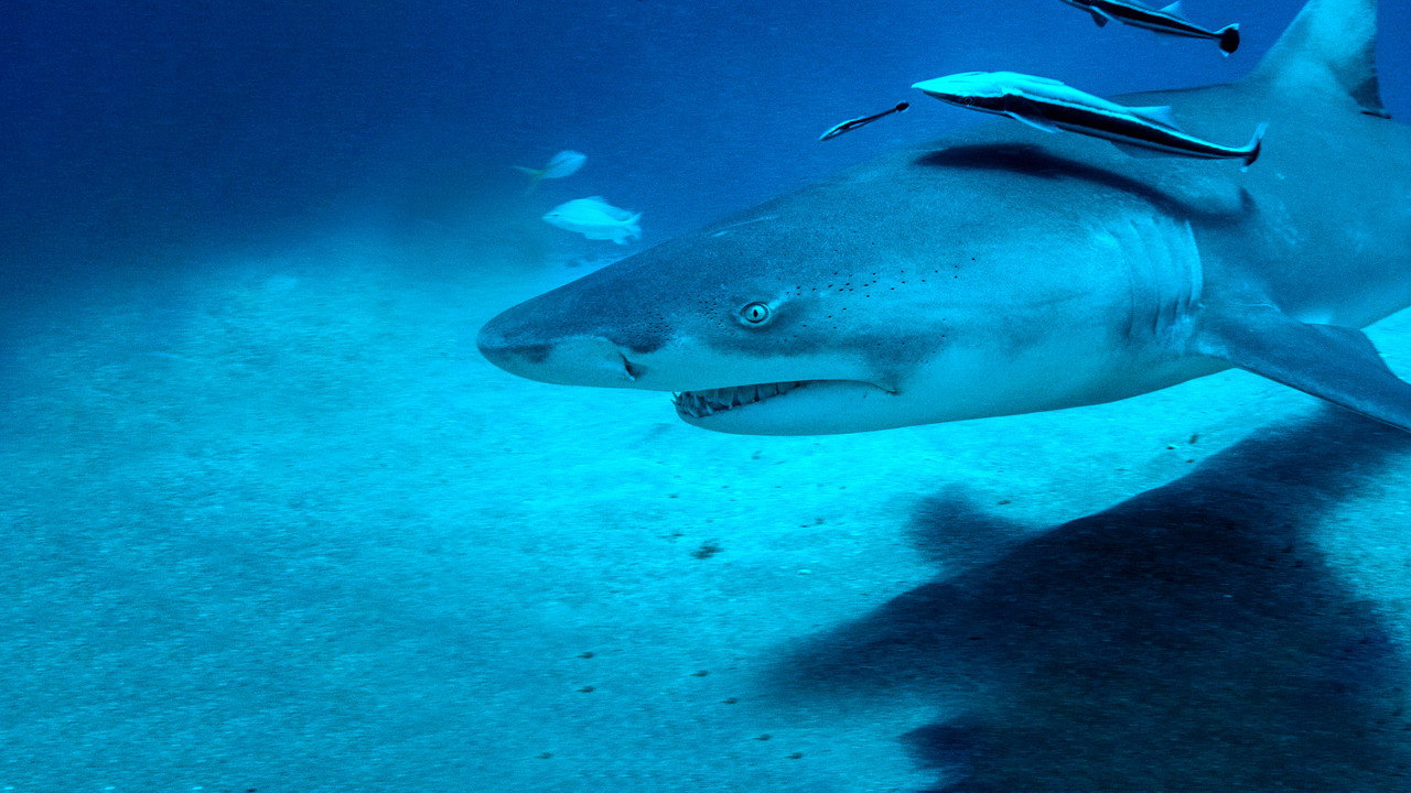 Sky Sharks screenshot 4