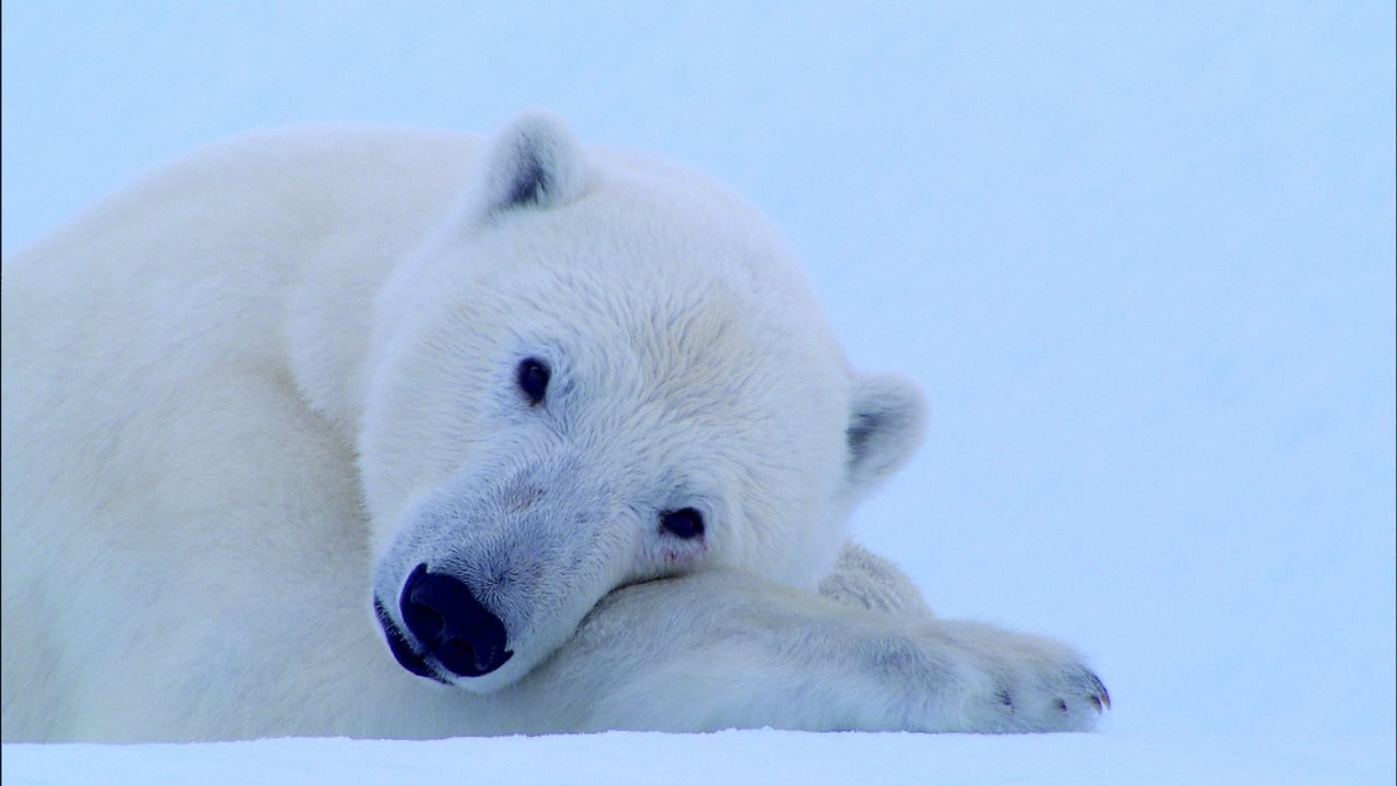 Scen från Tears in the Arctic