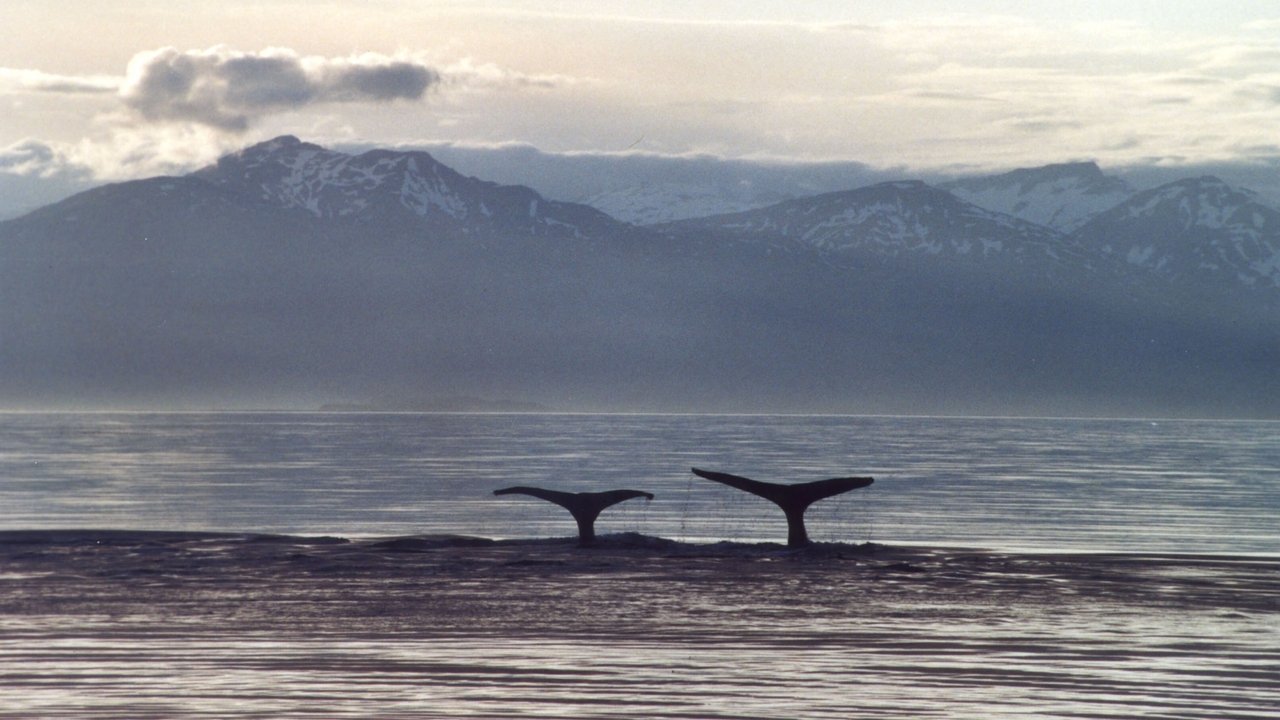 A Life Among Whales (2005)