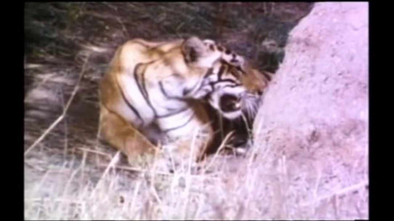 Mutual of Omaha's Wild Kingdom — Épisode 5