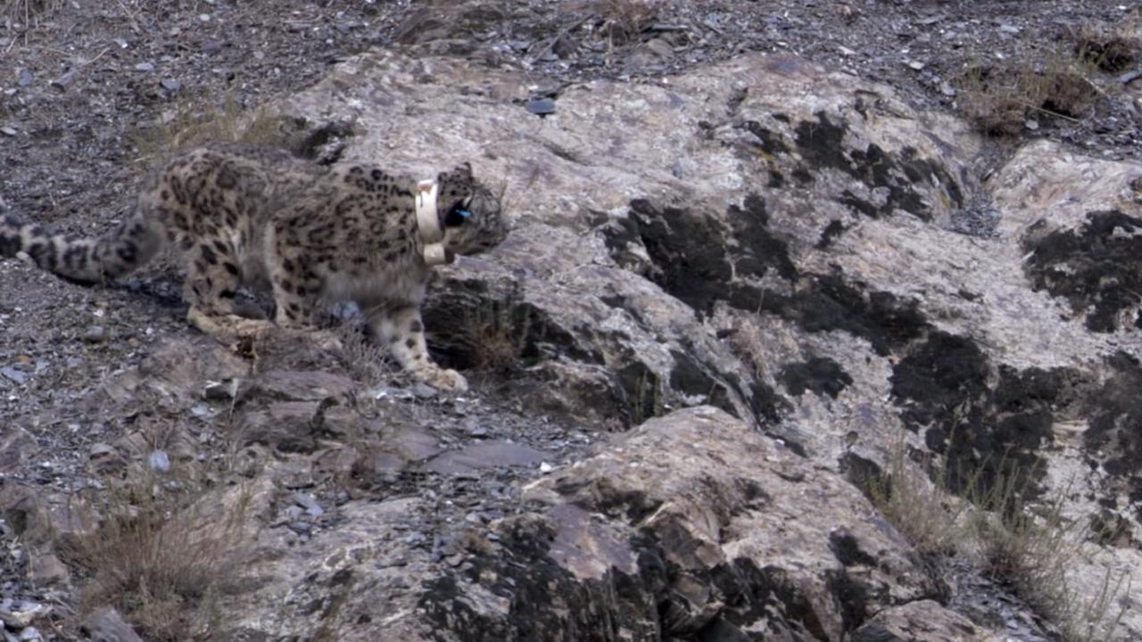 Scen från Snow Leopard: Beyond the Myth