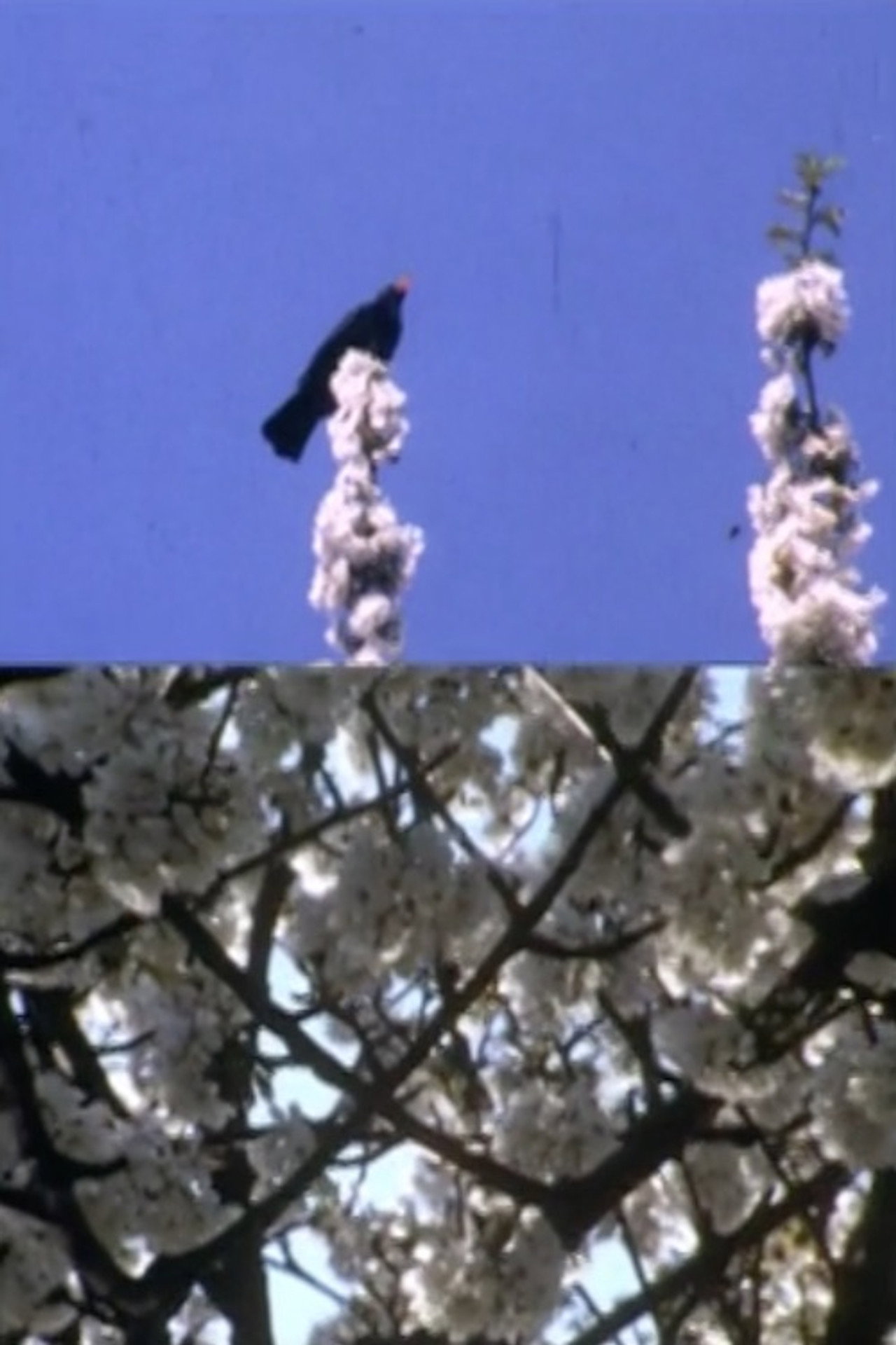 Mourning Garden Blackbird filmaffisch