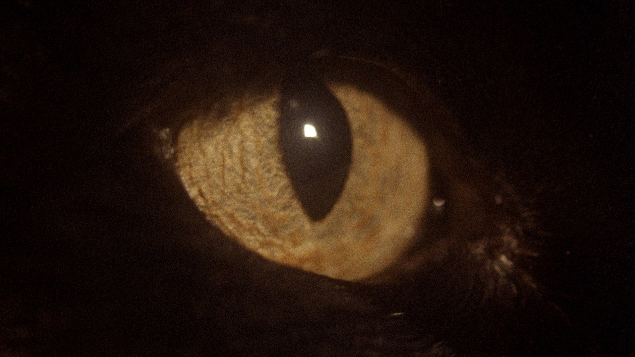 Somos animales still 11