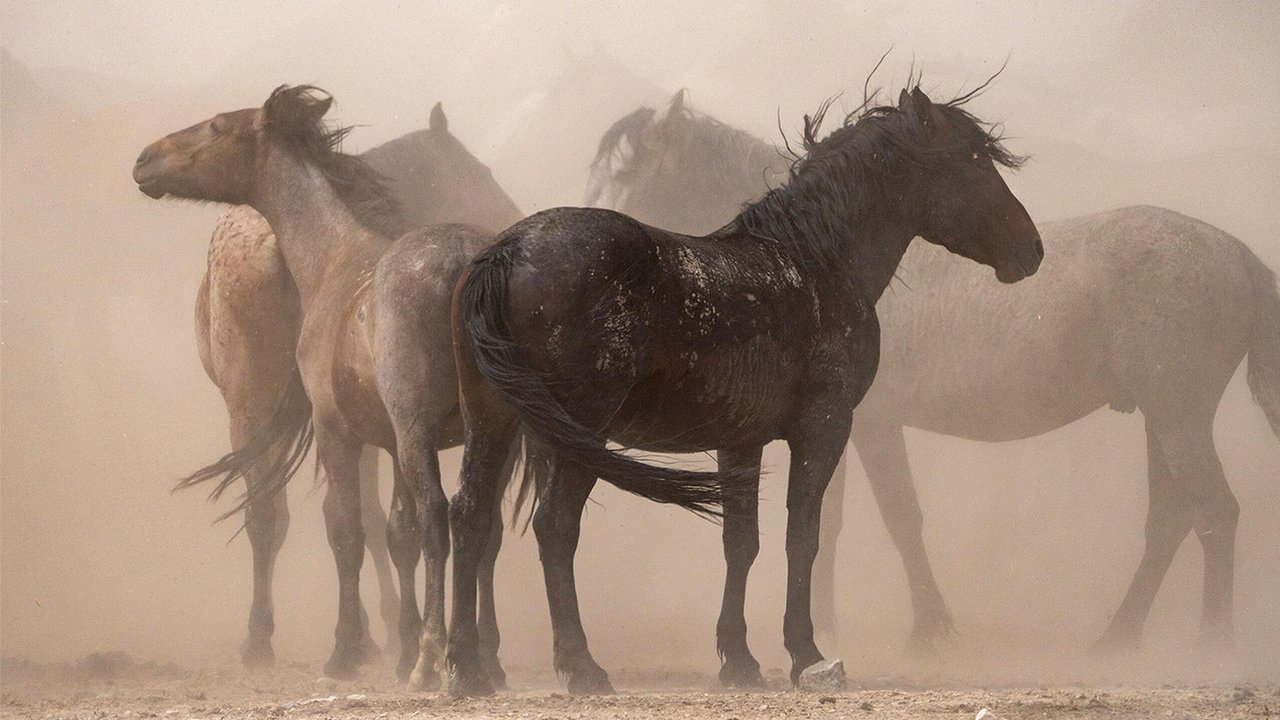 Nature - Season 40 Episode 10 : American Horses