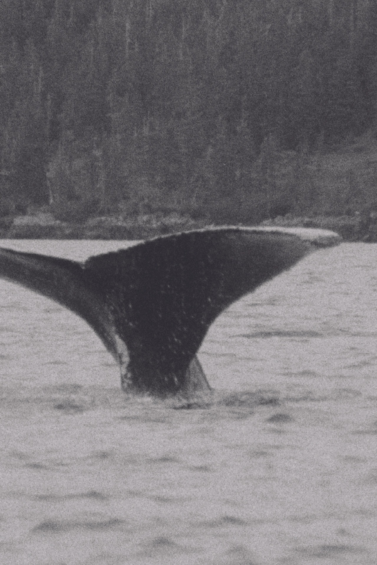 Whales