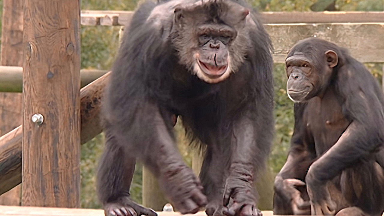 Monkey Business — Épisode 13