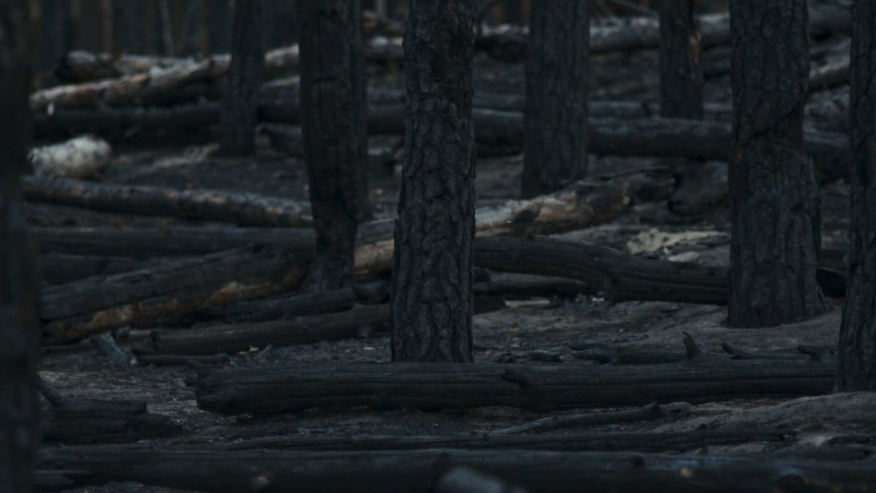 مشاهدة فيلم No Shade In The Forest مترجم بدون اعلانات - خلفية