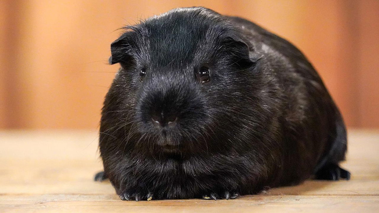 Les poilus — Épisode 2