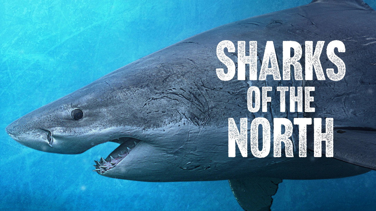Sharks of the North