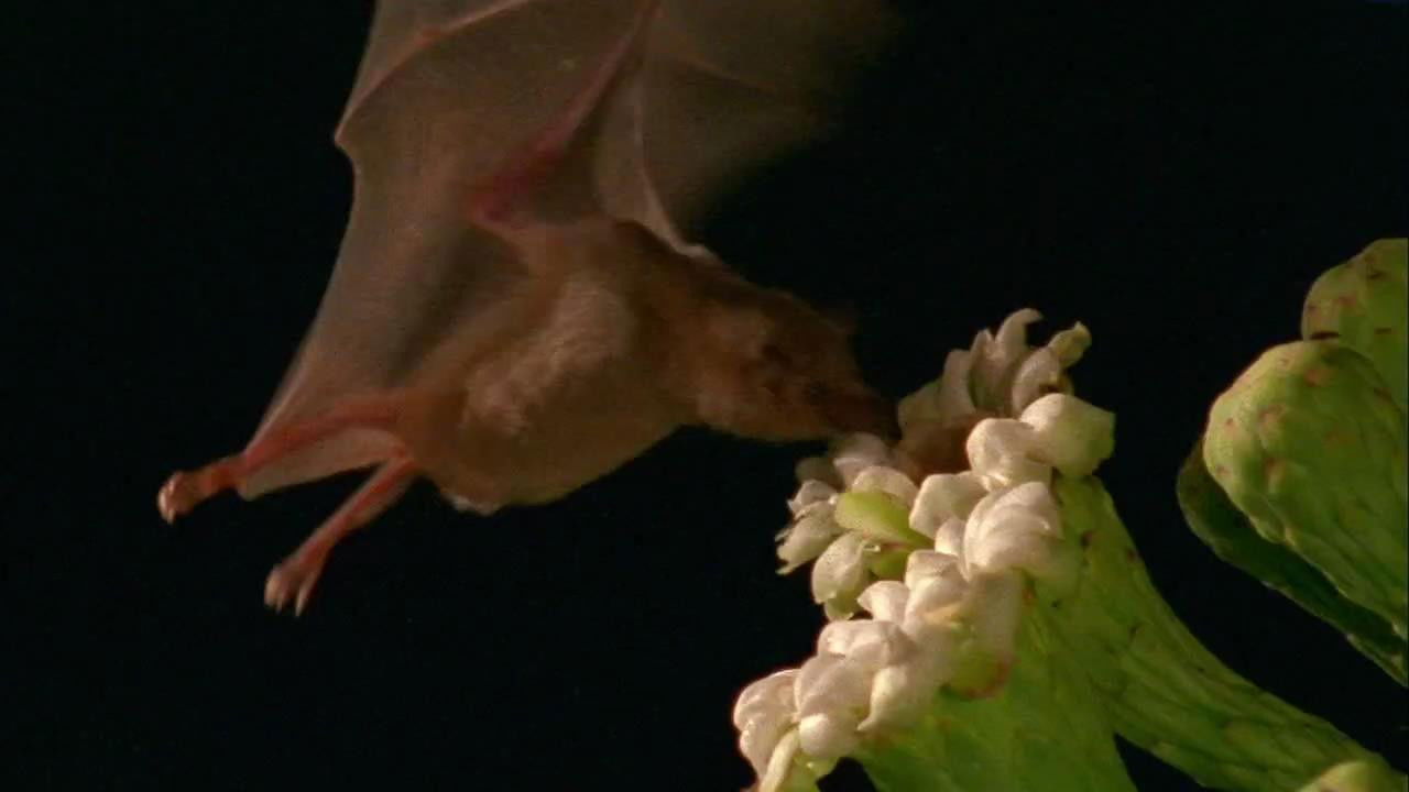 World's Weirdest — Épisode 3