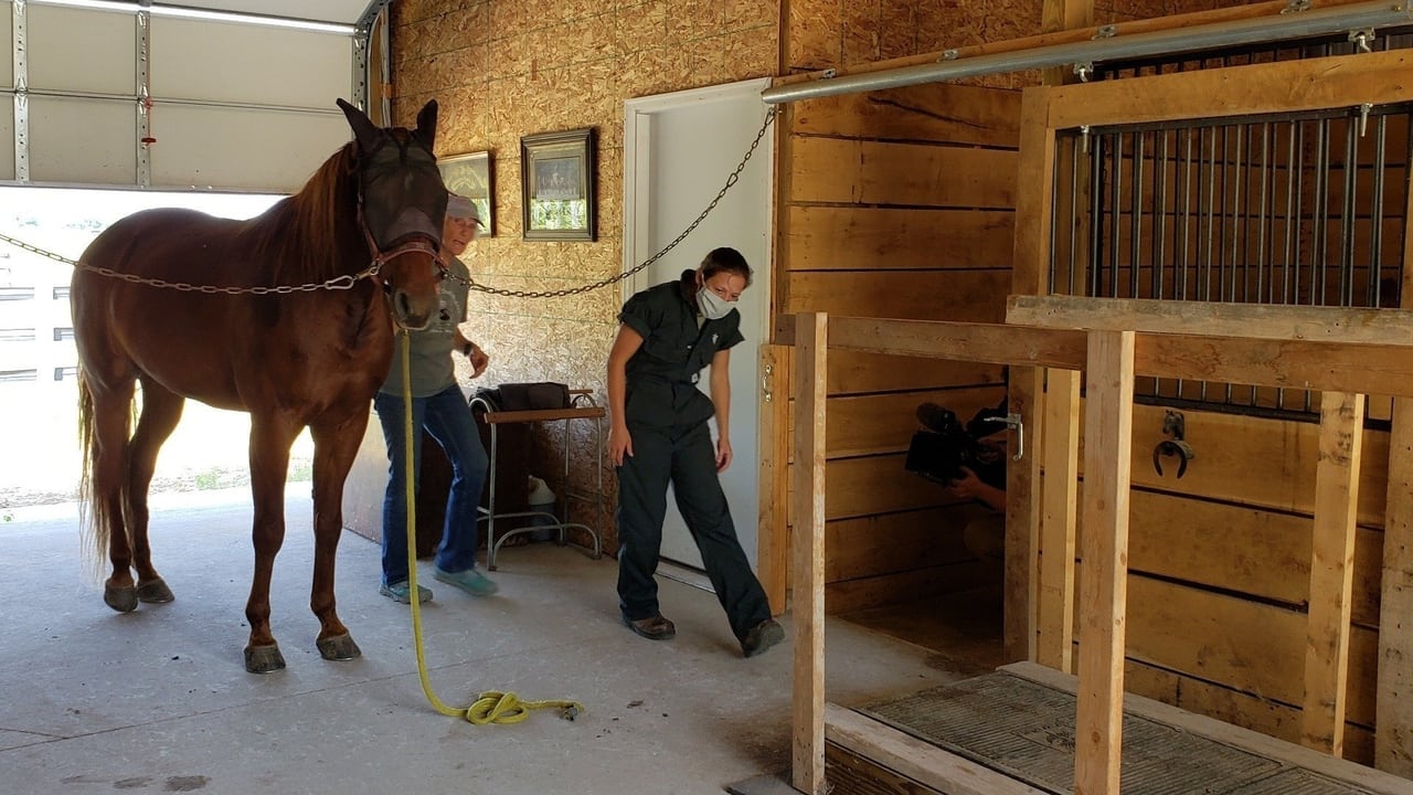 The Incredible Dr. Pol - Season 18 Episode 10 : One Year Pol-der